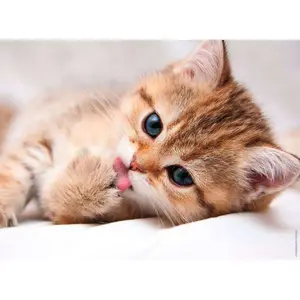 Puzzle 500 pieces nathan the cat's toilet Ravensburger image-1