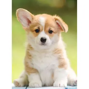 500-piece n puzzle adorable corgi Ravensburger image-0