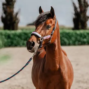 Halster en touwset voor paarden Red Horse Akira image-1