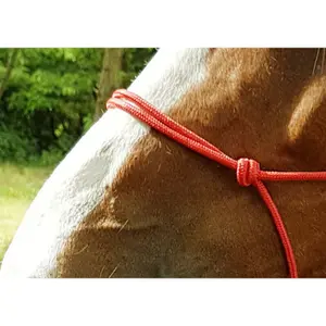 World Éthologique riding horse halter image-3