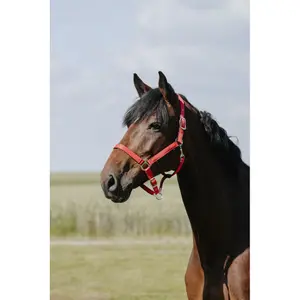 Λουρί για άλογο από δέρμα Riding World Cushion image-0