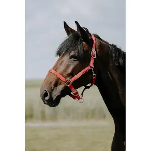 Λουρί για άλογο από δέρμα Riding World Cushion image-1