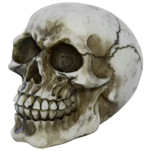 Decorative object skull Rock à Gogo Joker image-0