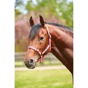 Halfter für Pferd Roma Stripe image-0