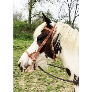 Sidepull för häst i läder Ronzon Legend image-1
