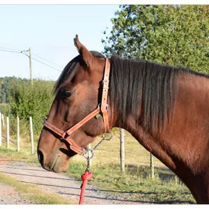 Licol pour pure sang cuir chromé Ronzon Legend image-1