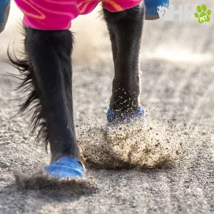 Kutyáknak szánt túracipők Ruffwear Hi & Light image-2