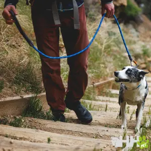 Hondenriem Ruffwear Knot-a-Leash image-1
