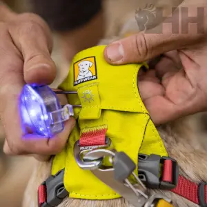 Éclairage de sécurité pour chien Ruffwear Beacon image-3