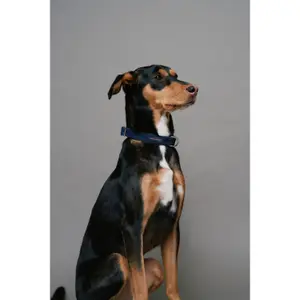 Denim halsband voor honden Salsa Jeans image-3
