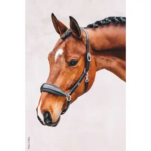 Licol in pelle per cavallo Schockemöehle Fremont image-3