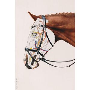 Bridon équitation anatomique Schockemöhle Sports Equitus Gamma image-1