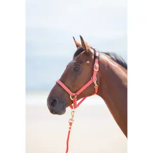 Licol pour cheval Shires Topaz image-1