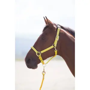 Cabresto para cavalos Shires Topaz image-1