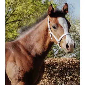 Smycz prezentacyjna dla shetlanda ze skóry Star image-1