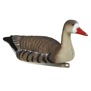 Appelants eurasian wigeon Stepland image-0