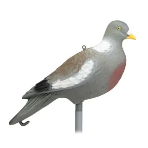 Appelants Pigeon Without Foot Stepland image-0