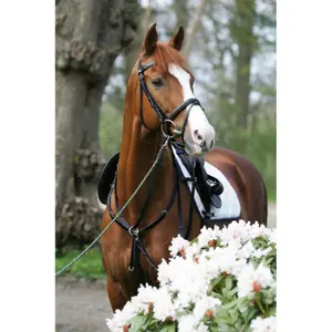 Combination martingale hunting collar for horses Stübben SideFit image-0