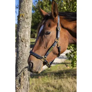 Lædergrime med plade T de T image-3