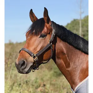 Lædergrime til hest T de T Trippled Stiched image-4