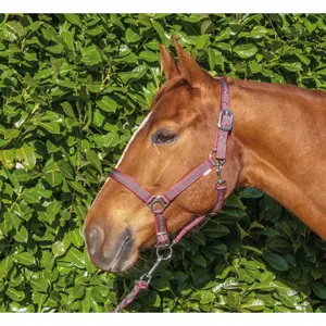 Doppel-Halfter für Pferde + Longe T de T image-1