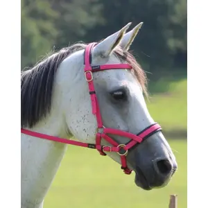 Bridons équitation T de T Sidepull Biotack® image-1