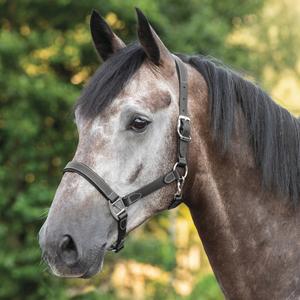 17200015-100-400-leather-halter-for-horse-tekna-softly-black-pony