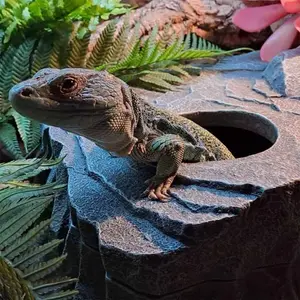 Reptile shelter Terra Della Rocher image-1