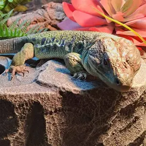 Reptile shelter Terra Della Rocher image-4