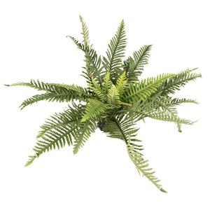 Indoor terrarium plant Terra Della