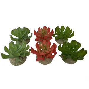 Echeveria terrarium accessory Terra Della image-1