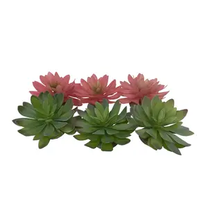 Echeveria terrarium accessory Terra Della