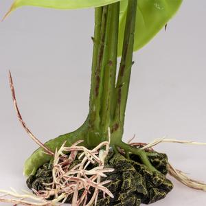 Terrarium-Zubehör Terra Della Monstera image-5