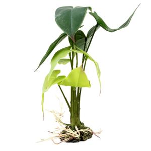 242-480816-aquarium-decoration-alocasia-terra-della-green-15x15x28-cm