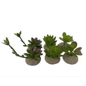 Succulent aquarium decoration Terra Della