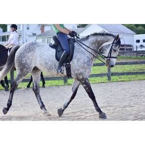 Dressuurmat voor paarden ThinLine image-1