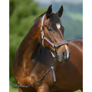 Lóvezető és kötél szett Tommy Hilfiger Equestrian Yale image-2