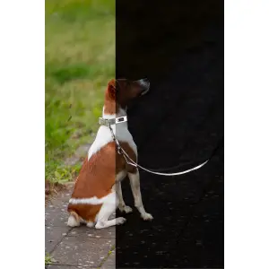 Dog collar Trixie Premium Reflect image-3