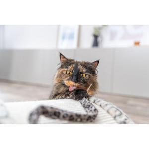 Cat scratcher bridge Trixie Leo image-3