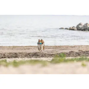 Honeycomb ball in TPE Trixie image-2