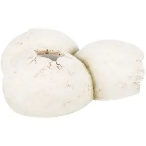 Reptilienhaus aus Polyesterharz Trixie image-2