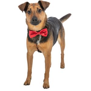 Noeud papillon pour chien Trixie Xmas (x6) image-2