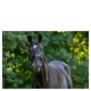 Combined riding bridle and noseband Trust Rotterdam image-2