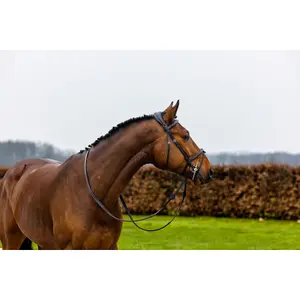Trense Trust Geneva image-2