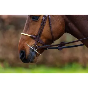 Trense Trust St. Gallen image-2