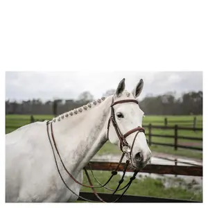 Riding bridle Trust Abu Dhabi image-4