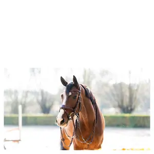 Anatomisch ruiterbit Trust Falsterbo T-Motion image-1