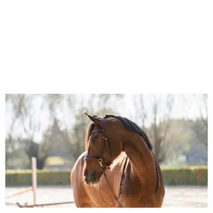 Anatomisch ruiterbit Trust Falsterbo T-Motion image-2