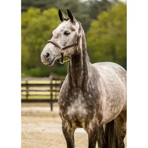 Leren halster voor paarden Trust San Miguel image-1