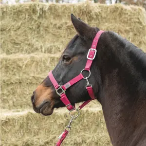 Vadderad hästgrimma USG Everyday image-1